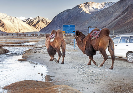 Complete Leh Nubra Pangong Journey