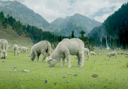 Chandigarh to Amritsar and Kashmir Tour Package