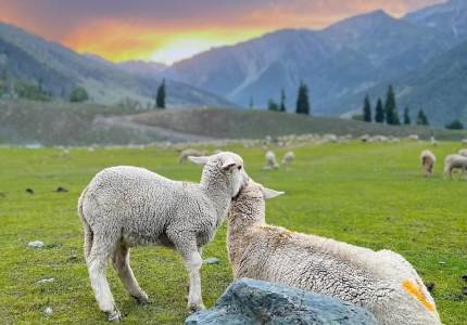 Gulmarg Pahalgam Holiday Package